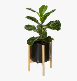 Table Lamp In Steam Beach Wood