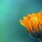 marigold-1568646_1280