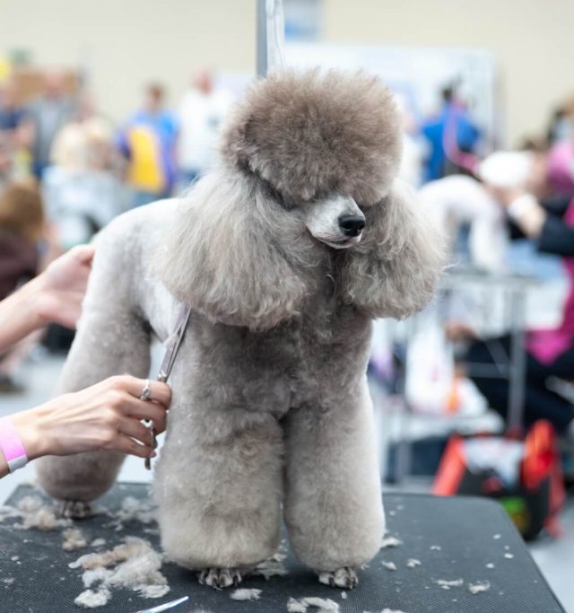 Grooming - Image 3