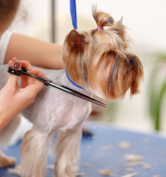 Grooming - Image 2