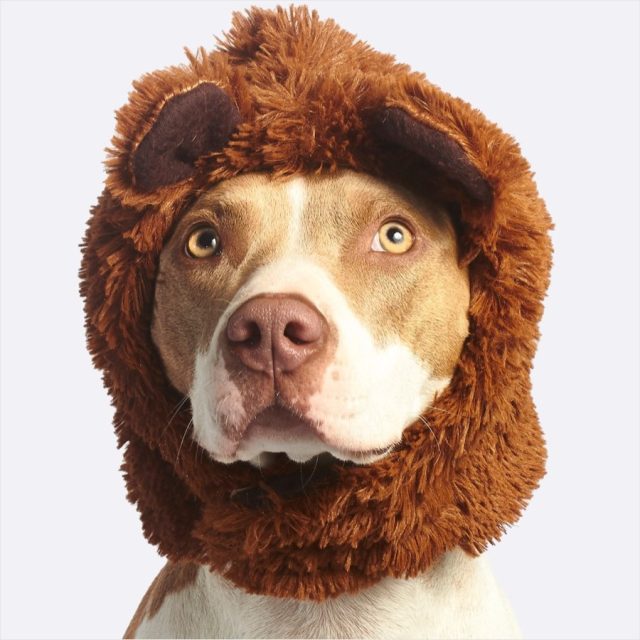 Smartbones Medium Peanut Butter Chew Bones Dog Treats - Image 3