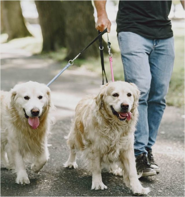 Walking - Image 2
